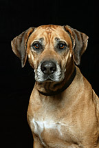 rhodesian ridgeback