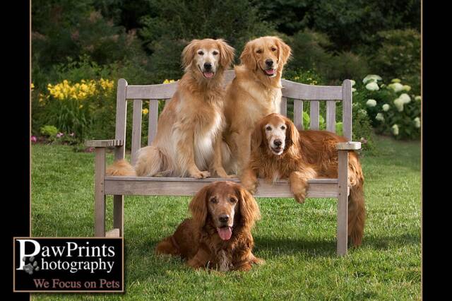 golden retriever, irish setter, mix, GREAT, rescue