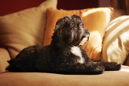 Cocker Spaniel Mix on setee, Reston VA dog photographer